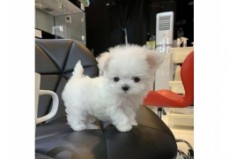 Stunning TeaCup Maltese puppies Availabl