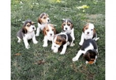 Beagle puppies available for sale