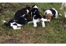 Beagle puppies available for sale