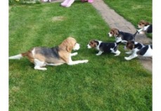 Beagle puppies available for sale