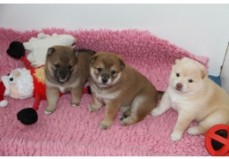 Shiba Inu Puppies