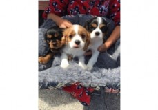 Cavalier King Charles Spaniel Puppies fo