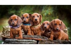 Dachshund puppies available