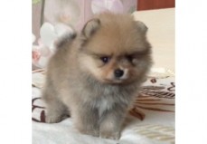 Pomeranian available