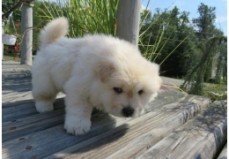 chow chow Puppies