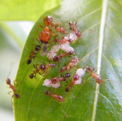 Pest Control Tarneit