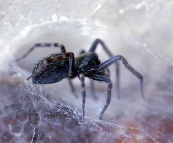 Spider Control Brisbane