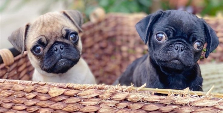 Female and Male Pugs Puppies For sale