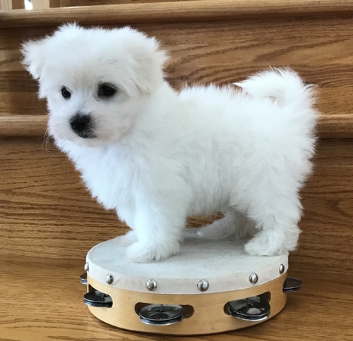 Intelligent Maltese Puppies For sale