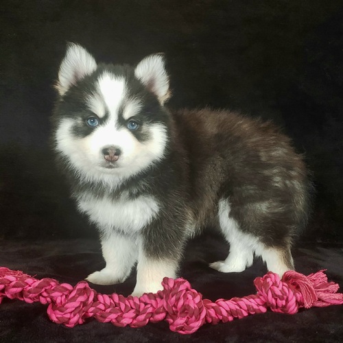 Pomsky puppies For sale