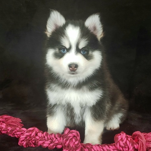 Pomsky puppies For sale