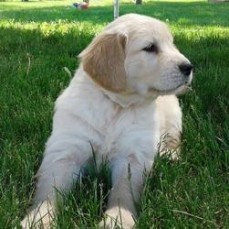 Beautiful Golden Retrievers Puppies Sale