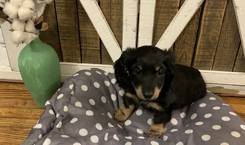  Dachshund Puppies for Sale