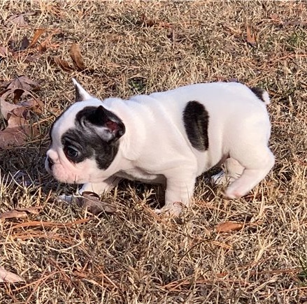 Amazing French Bulldog Puppies For sale