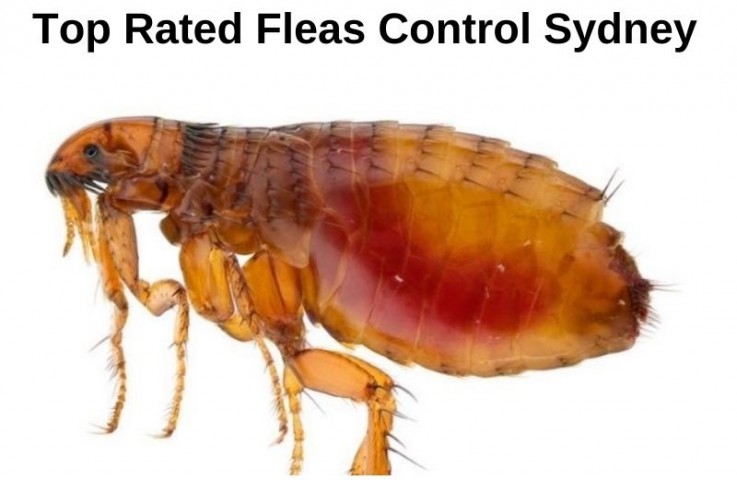 Flea Control Adelaide