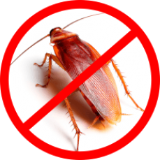 Cockroach Control Brisbane