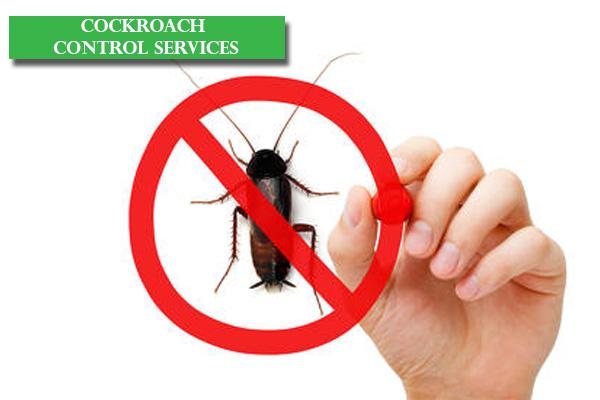 Cockroach Control Brisbane