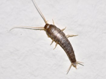 Silverfish Control Brisbane