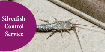 Silverfish Control Brisbane