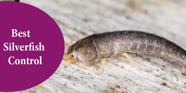 Silverfish Control Brisbane