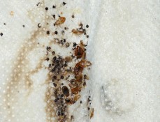 Bedbugs Control Brisbane