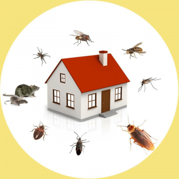 Pest Control Dandenong