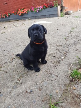 Beautiful cute Labrador retriever puppie