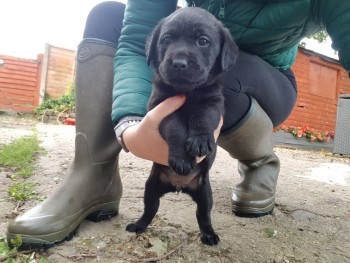 Beautiful cute Labrador retriever puppie