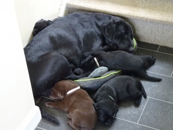 Beautiful cute Labrador retriever puppie