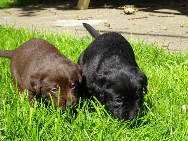 Beautiful cute Labrador retriever puppie