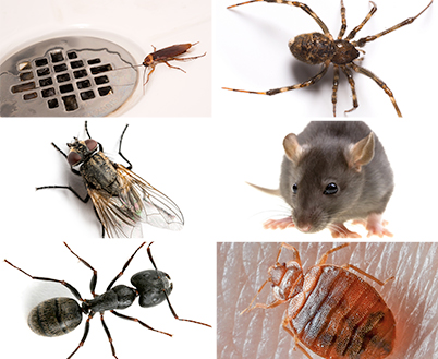 Pest Control Salisbury