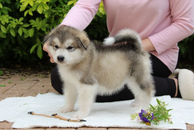 Alaskan Malamute puppies