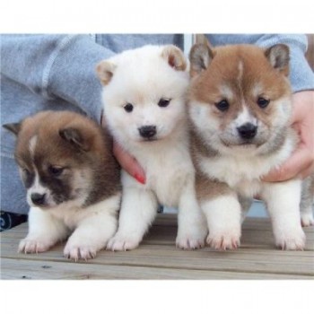 Japanese shiba inu puppies 