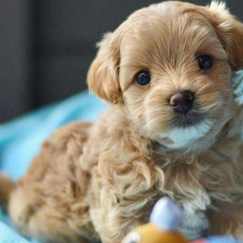 small size Maltipoo puppies