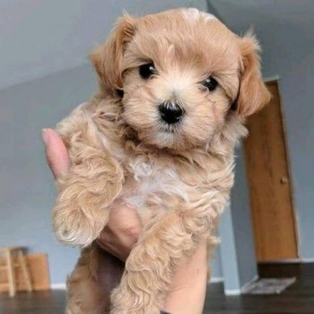 small size Maltipoo puppies