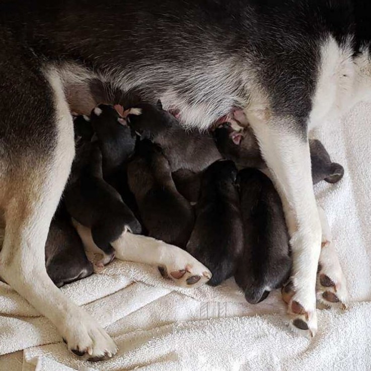 Diesel Pomsky Puppy For Sale