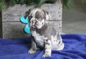 Perry French Bulldog Puppy