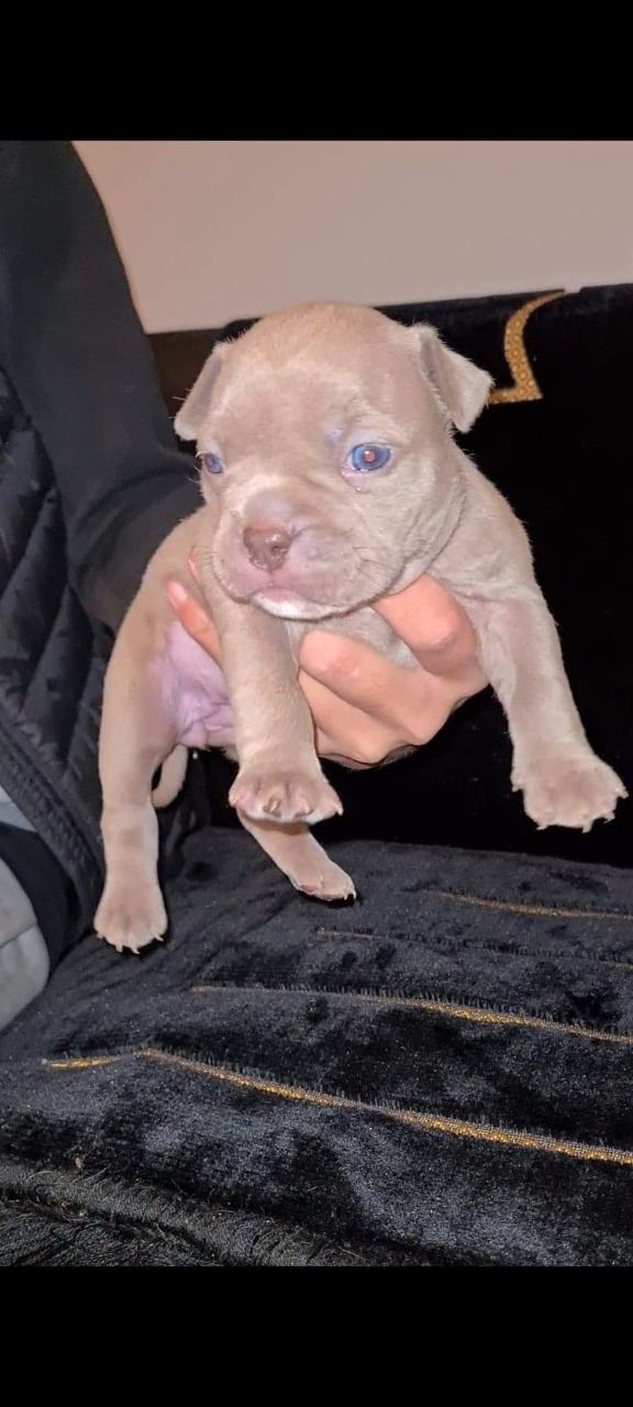 American bully puppies