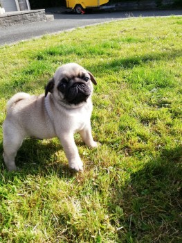 Pug puppies for sale 