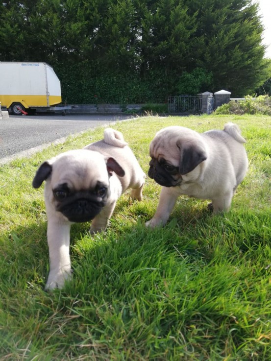 Pug puppies for sale 