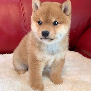 Japanese shiba inu puppies for sale