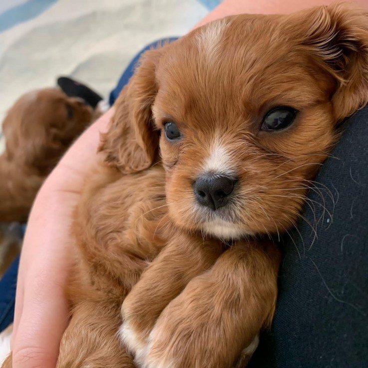 cavalier puppies for available