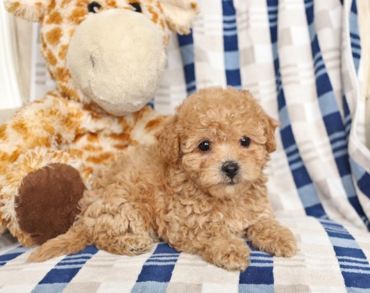 Cavoodle for sale