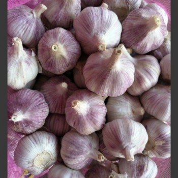 Fresh Purple Garlic86