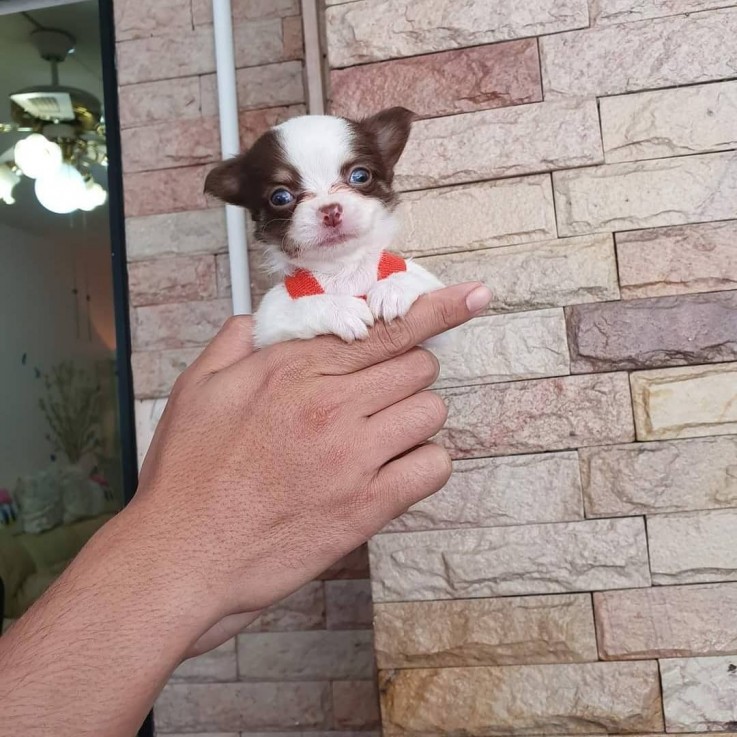 Chihuahua puppies available