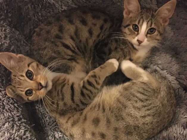 Lovely Egyptian mau cat