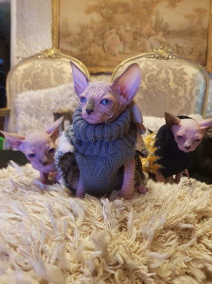 Cute Sphynx Cats