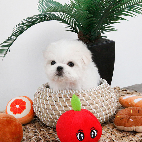 Excellent Maltese puppies for adoption