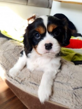 Cavalier king charles spaniel dog