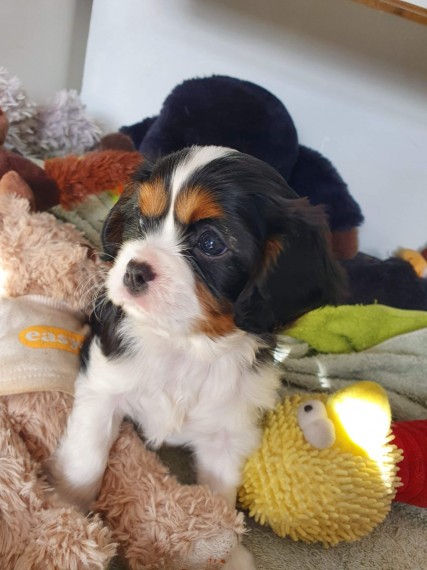 Cavalier king charles spaniel dog